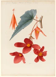 Analytical Drawing of a Flower, Leaves and a Section of Branch